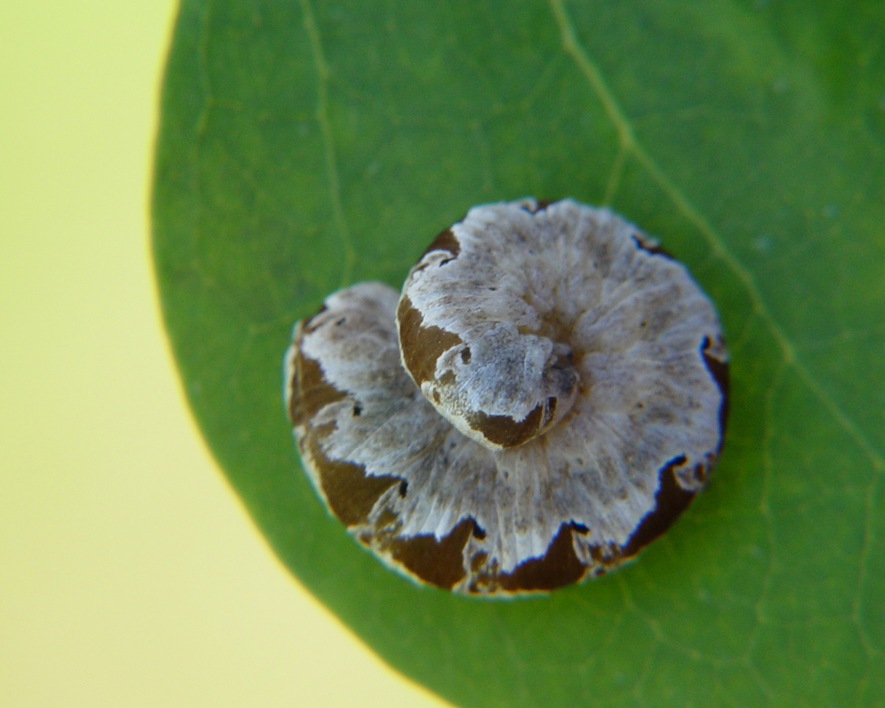 Fonds d'cran Animaux Insectes - Chenilles 