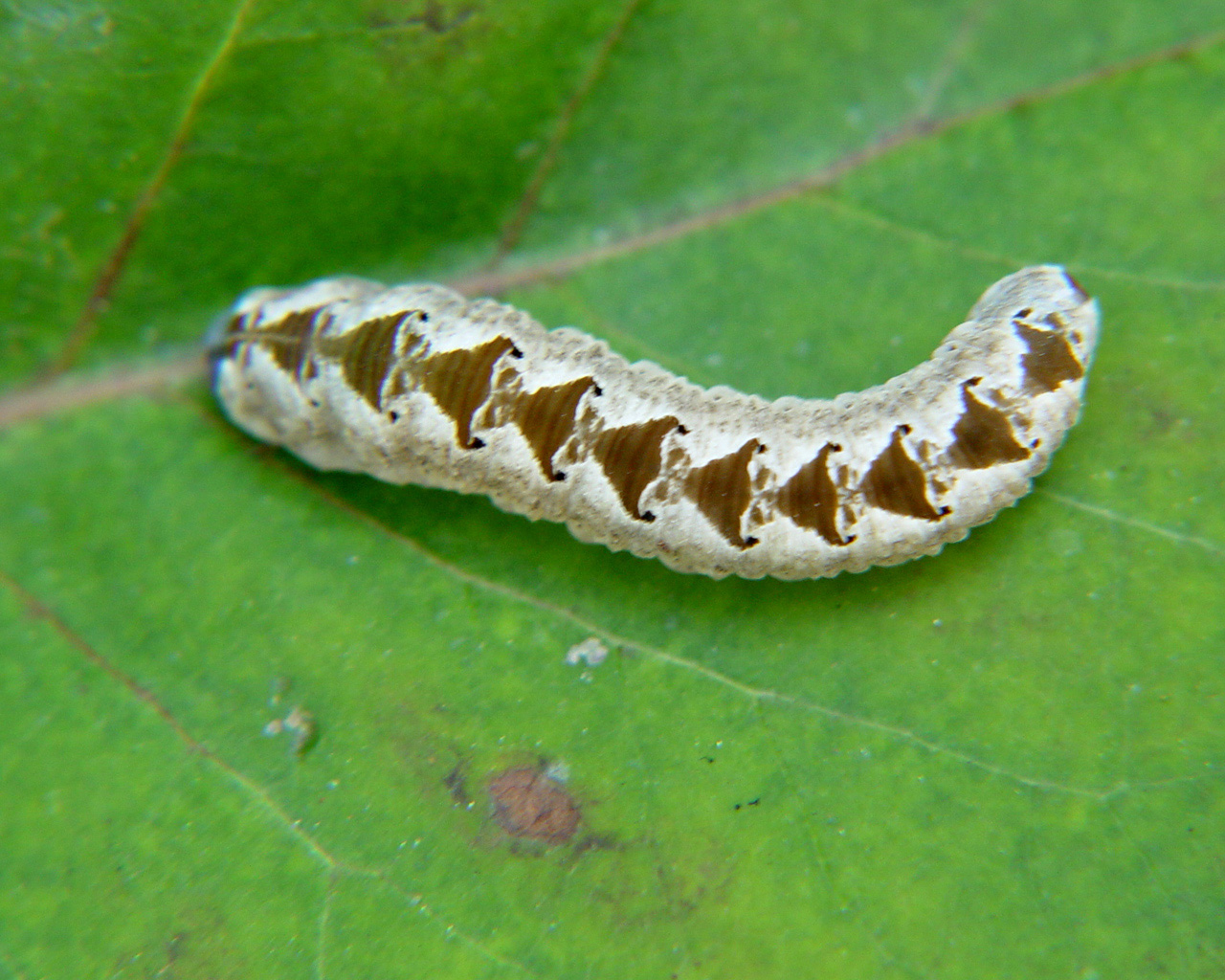 Fonds d'cran Animaux Insectes - Chenilles 