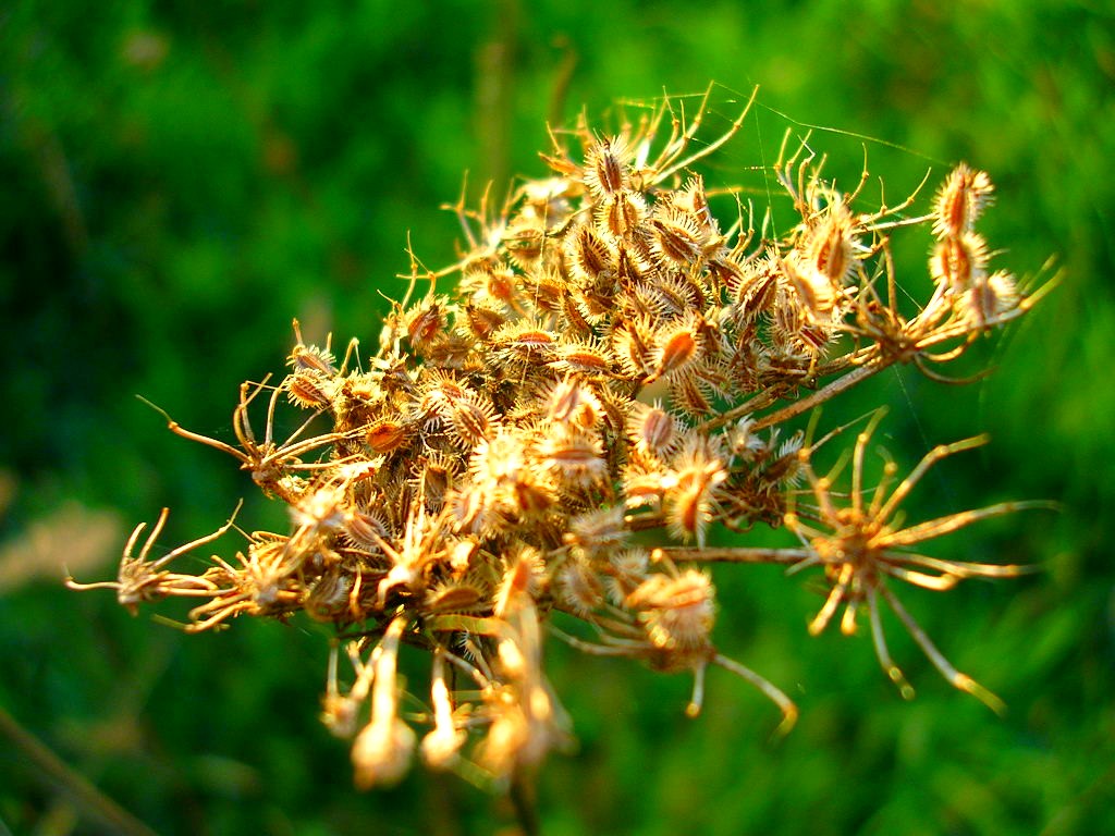 Wallpapers Nature Flowers Floraison passe..