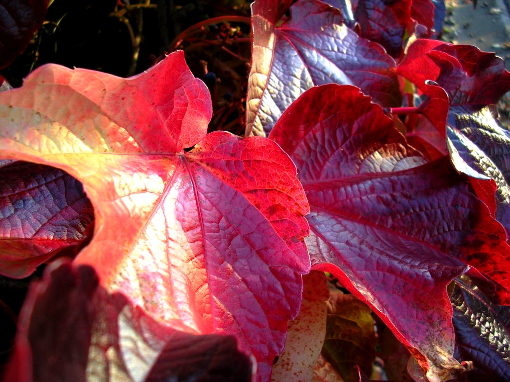 Wallpapers Nature Seasons - Fall Rouges d\'automne...