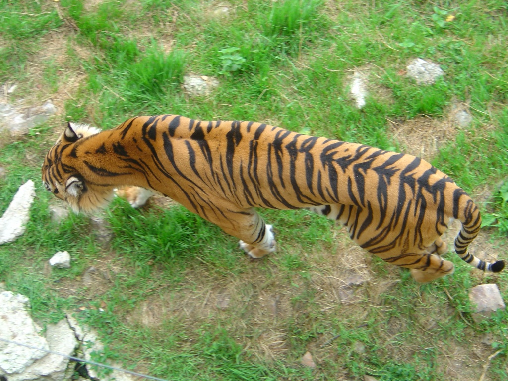 Wallpapers Animals Felines - Tigers Tigre