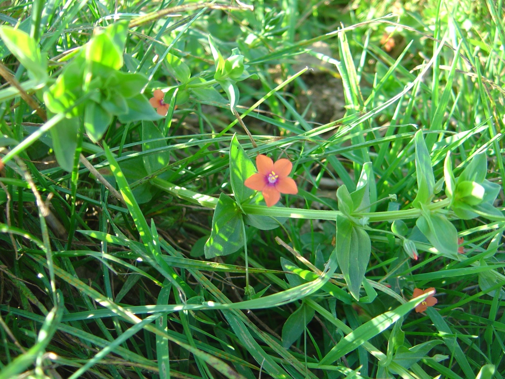 Fonds d'cran Nature Fleurs Fleur des champs.