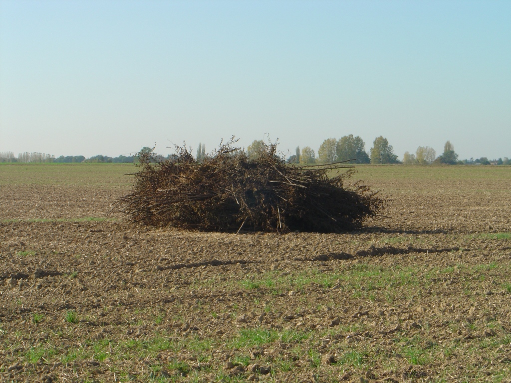 Wallpapers Nature Fields Buissons.