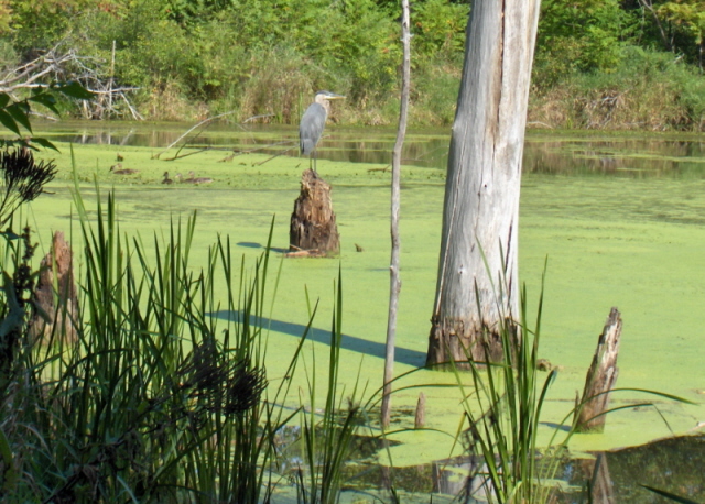 Fonds d'cran Animaux Oiseaux - Hrons Grand hron au Parc d'Oka