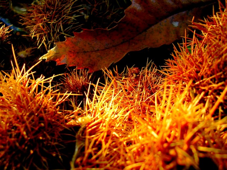 Fonds d'cran Nature Fruits Chataignes