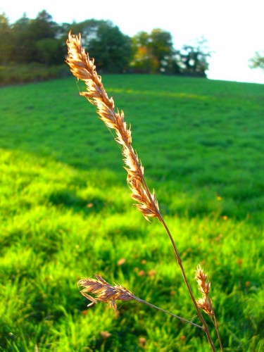 Fonds d'cran Nature Plantes - Arbustes Gramin  l'automne.