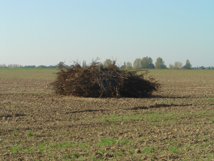 Wallpapers Nature Fields Buissons.