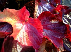 Fonds d'cran Nature Rouges d'automne...