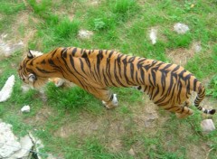 Wallpapers Animals Tigre