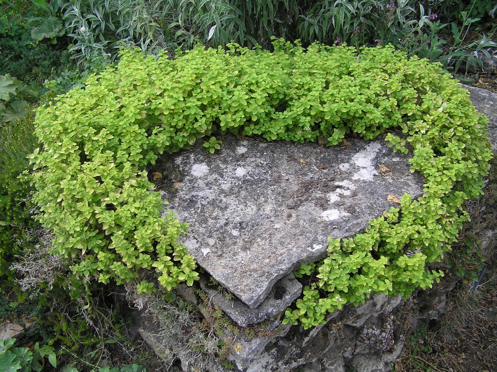 Fonds d'cran Nature Plantes - Arbustes coeur de pierre