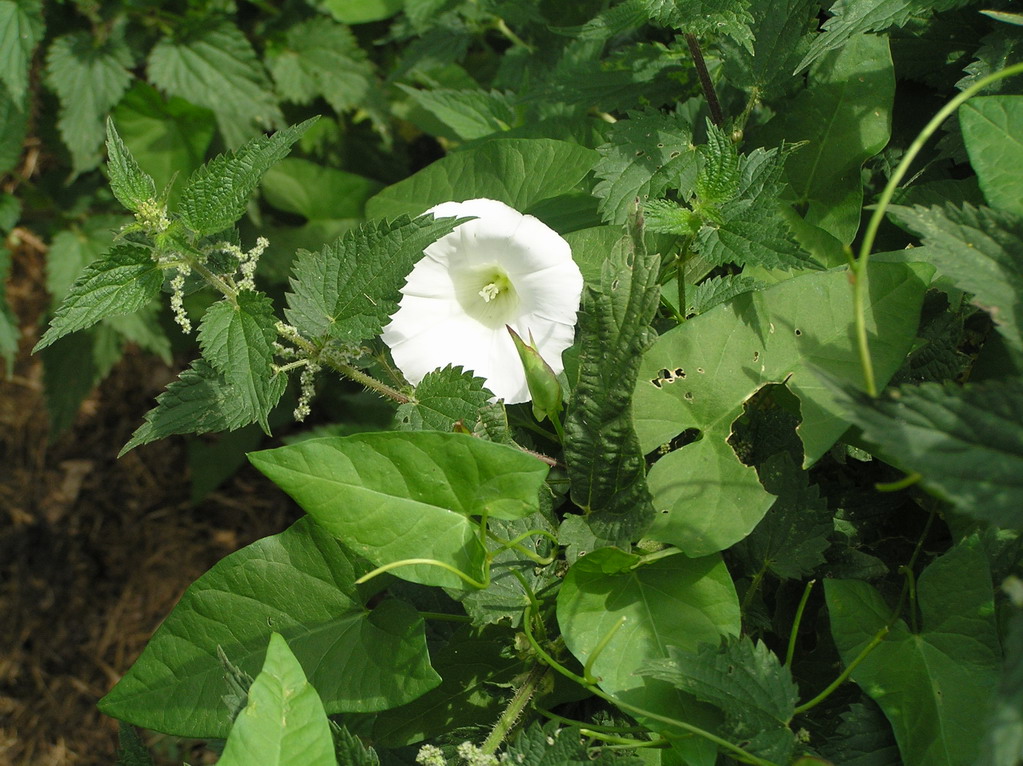 Fonds d'cran Nature Fleurs 