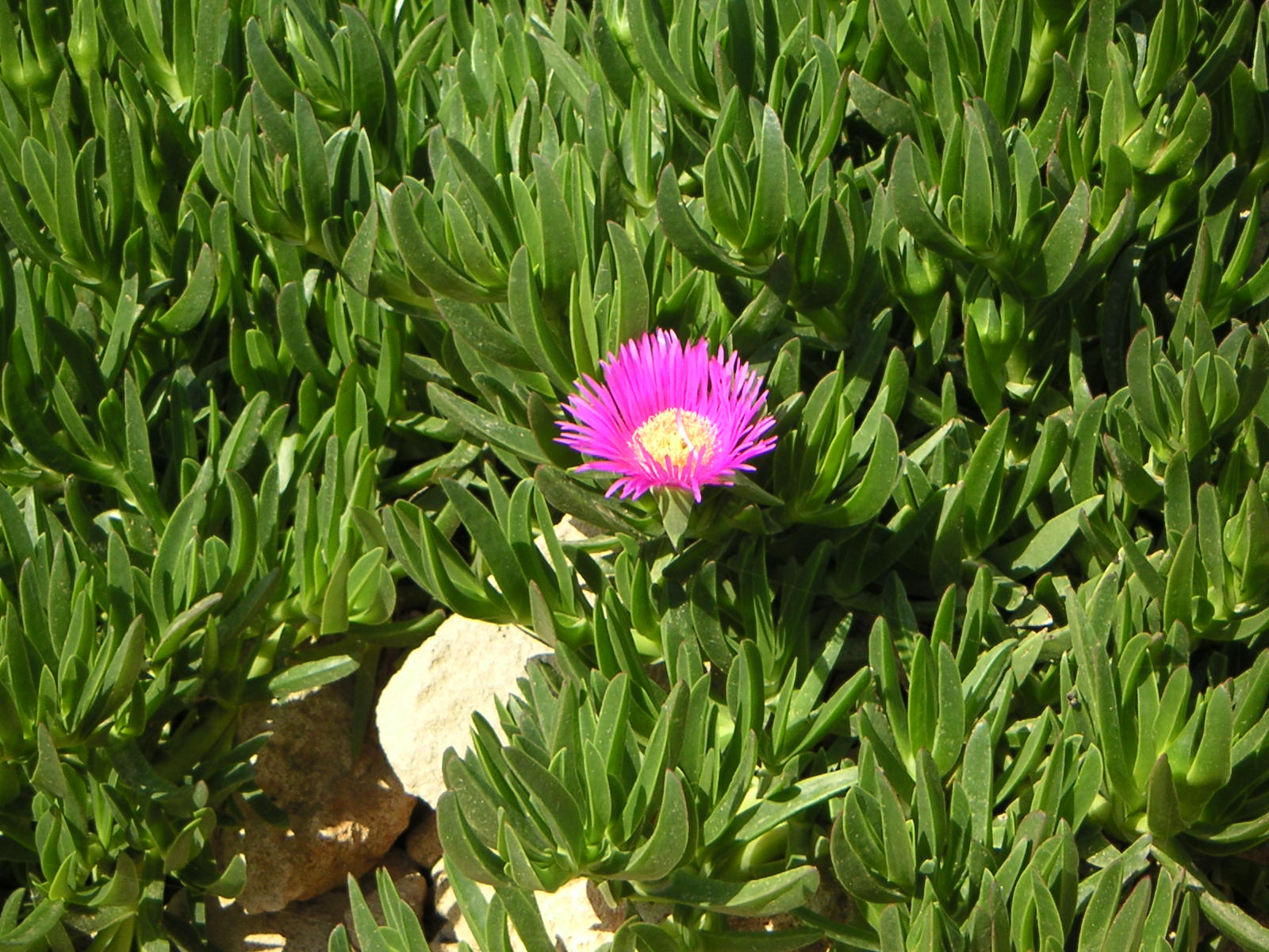 Wallpapers Nature Flowers Fleur de Crete