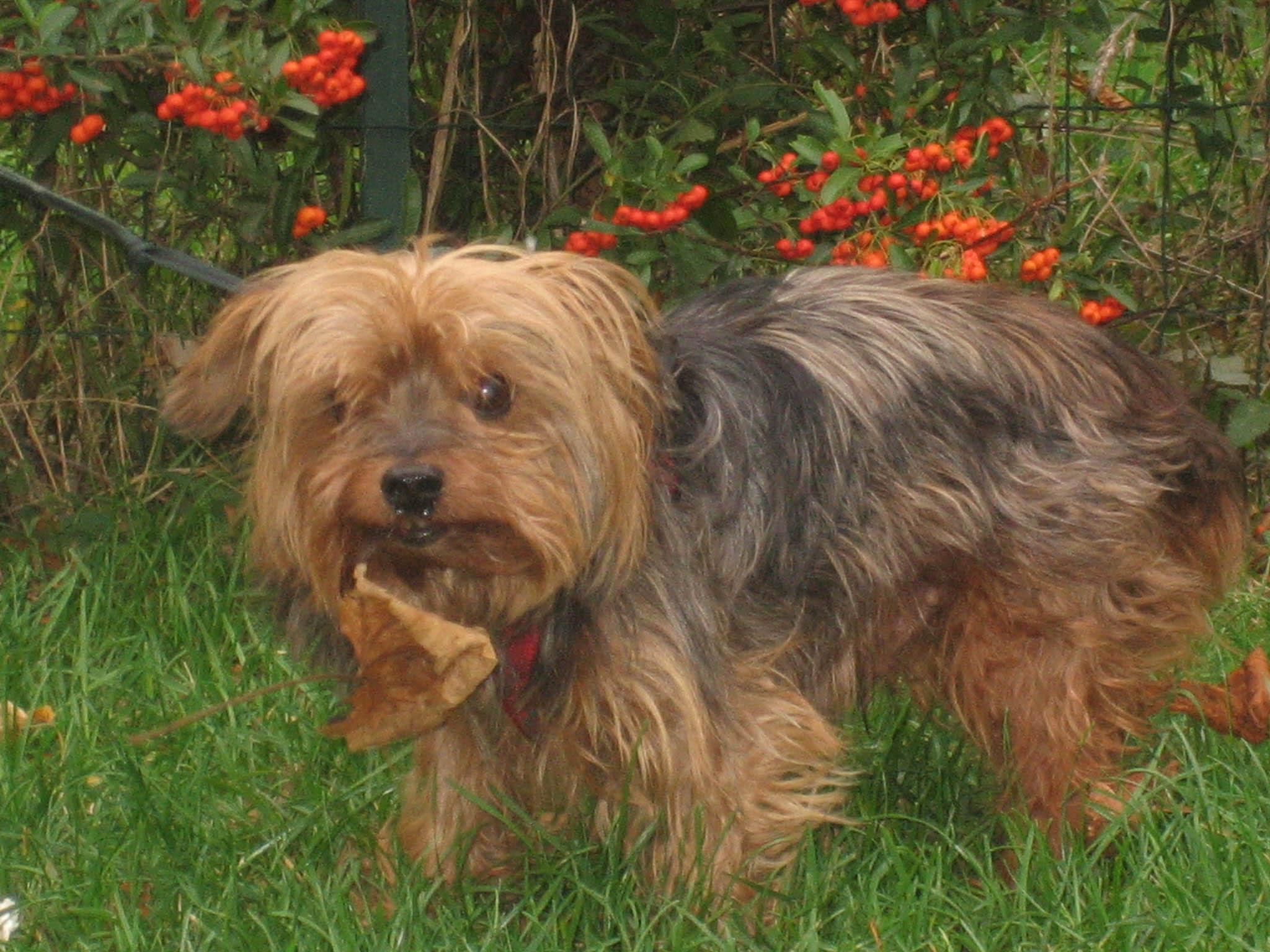 Fonds d'cran Animaux Chiens Junior ramasse les feuilles