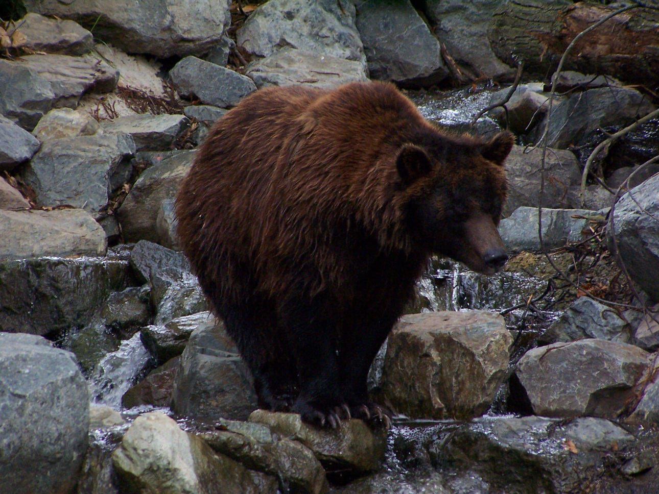 Wallpapers Animals Bears 