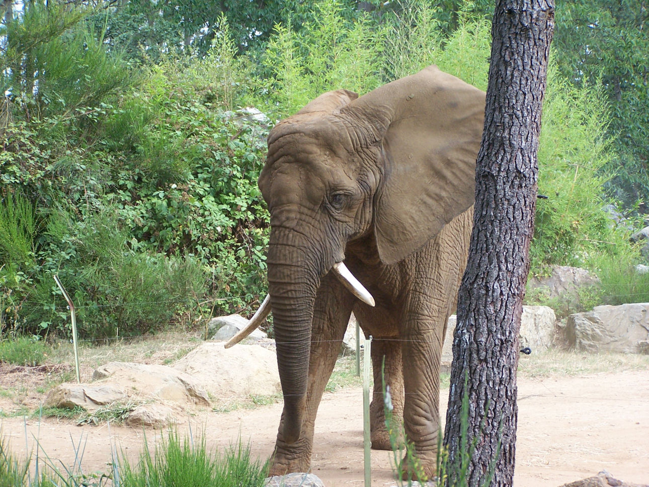 Fonds d'cran Animaux Elphants 