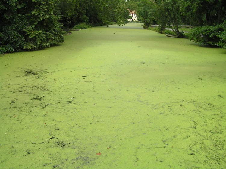 Fonds d'cran Nature Fleuves - Rivires - Torrents Venise verte