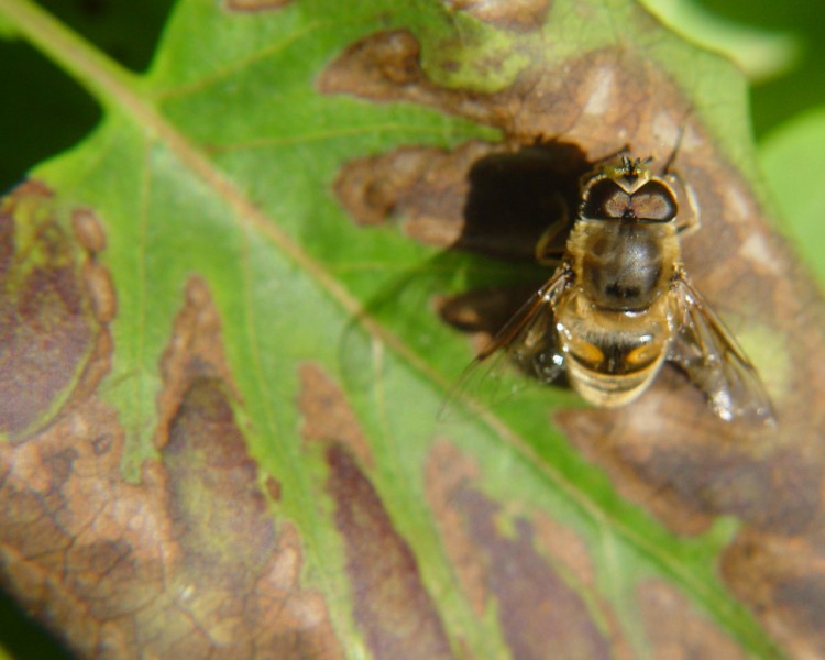 Fonds d'cran Animaux Insectes - Abeilles Gupes ... Abeille  lilas