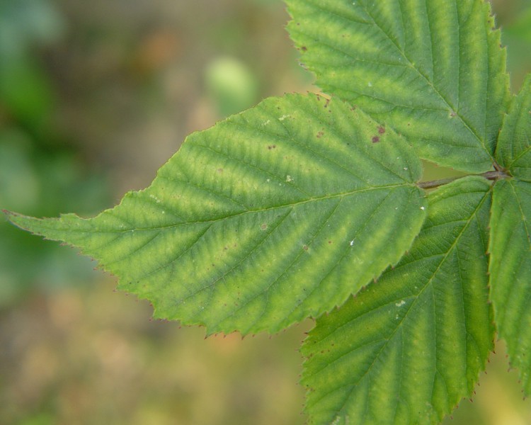 Fonds d'cran Nature Feuilles - Feuillages Feuille  feuille