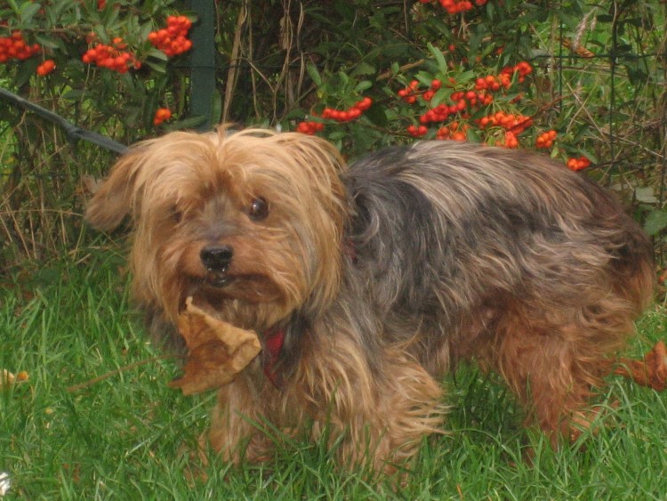 Fonds d'cran Animaux Chiens Junior ramasse les feuilles