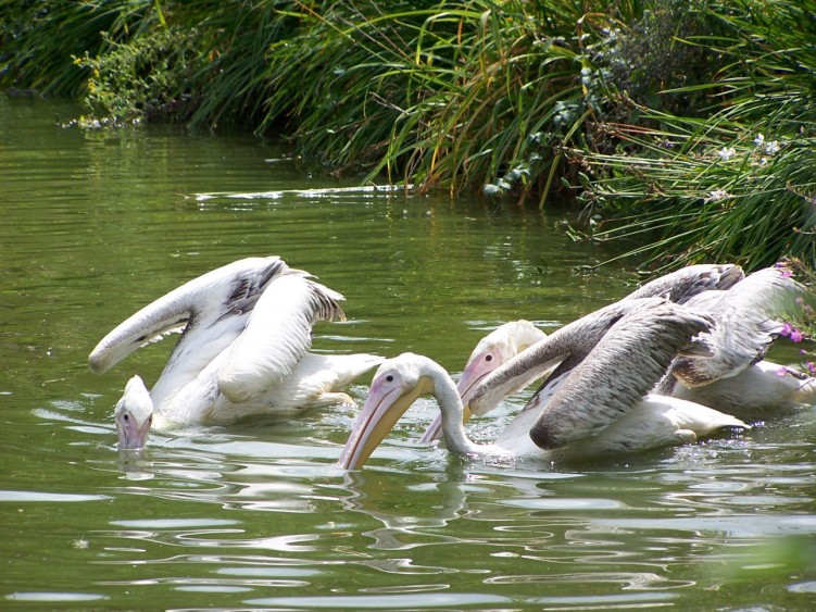 Wallpapers Animals Birds - Ducks Plicans