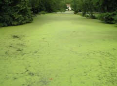 Fonds d'cran Nature Venise verte