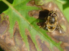 Fonds d'cran Animaux Abeille  lilas