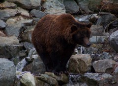 Fonds d'cran Animaux Image sans titre N118924