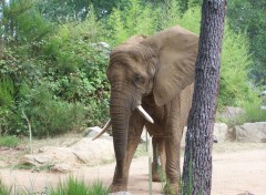 Fonds d'cran Animaux Image sans titre N118925