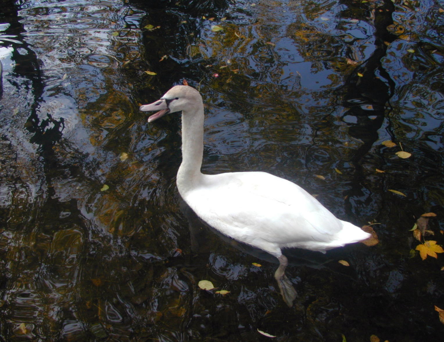 Wallpapers Animals Birds - Ducks Cygne