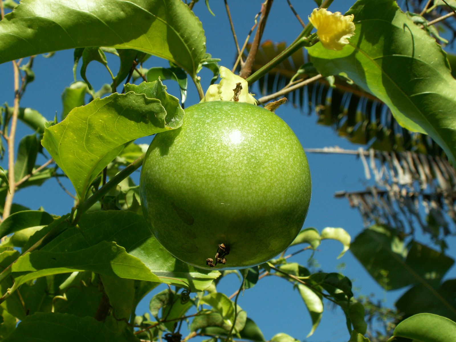 Wallpapers Nature Fruits Maracudja