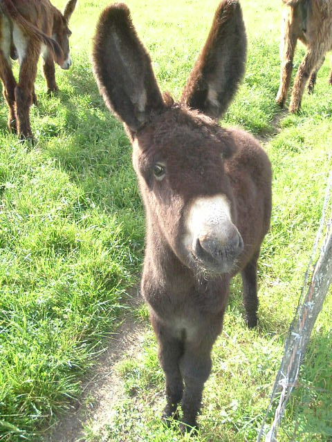 Fonds d'cran Animaux Anes Notre poney club !