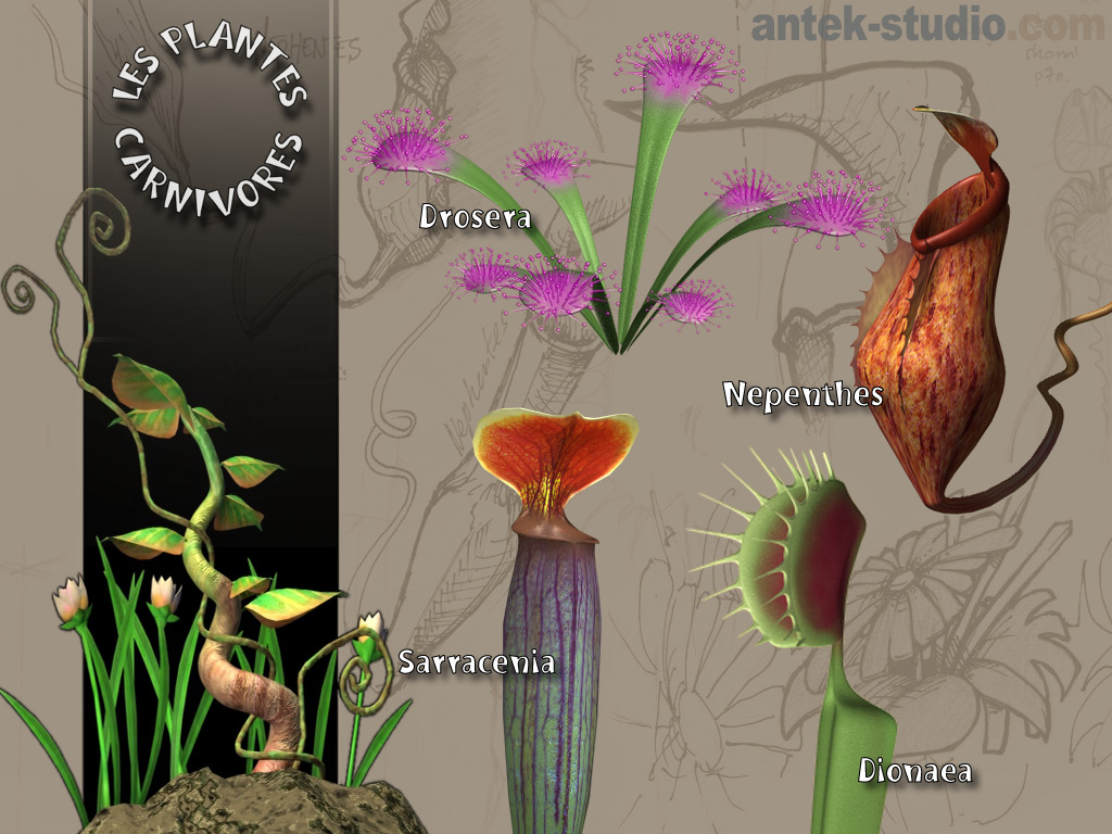 Wallpapers Digital Art 3D - Various Les plantes carnivores