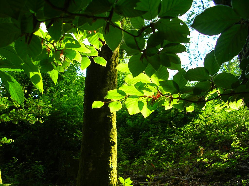 Fonds d'cran Nature Arbres - Forts Vue de fort