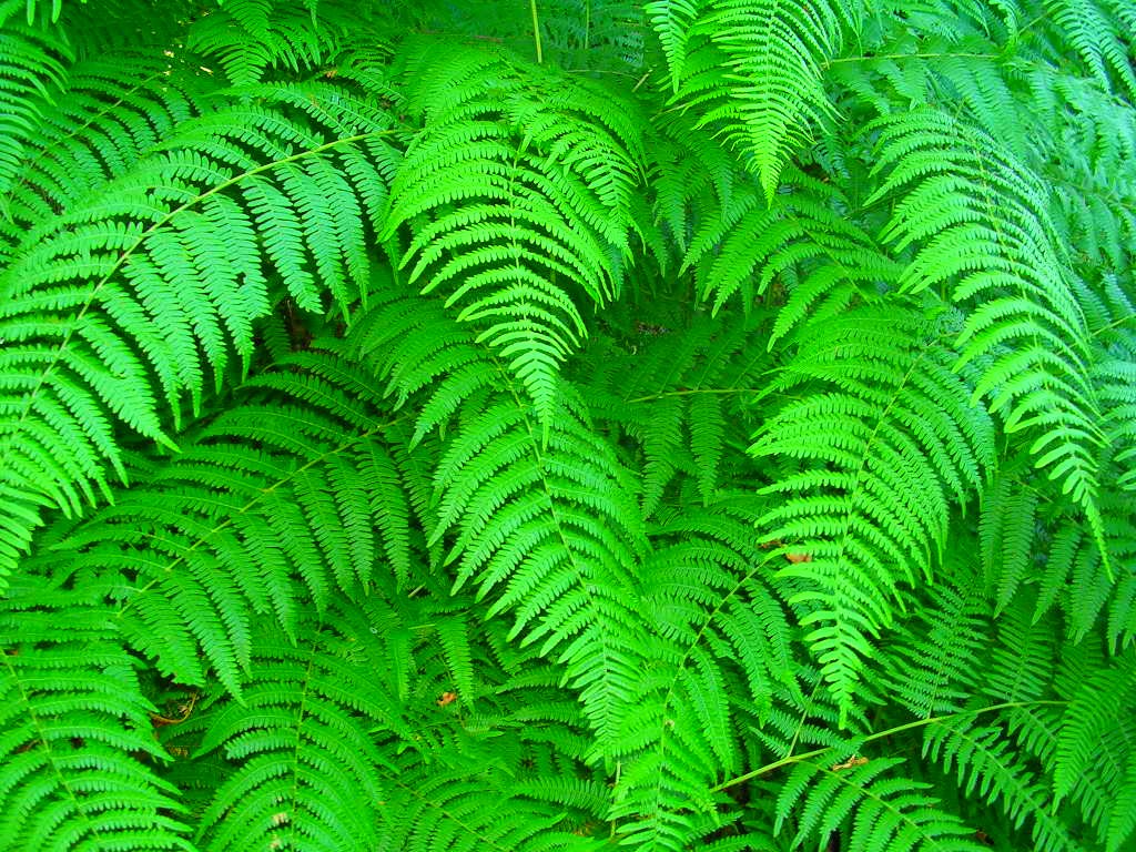 Wallpapers Nature Leaves - Foliage Fougres de sous-bois