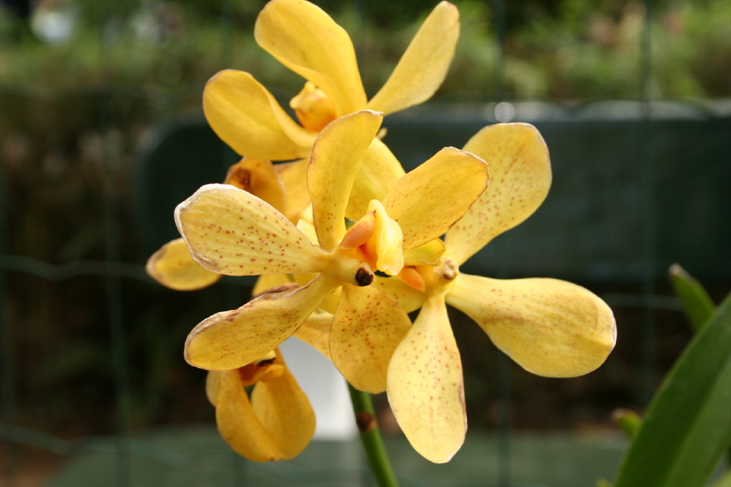 Fonds d'cran Nature Fleurs Orchide01