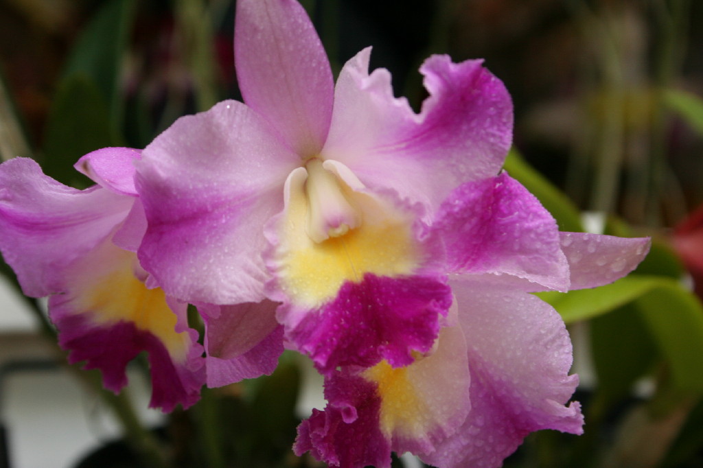 Wallpapers Nature Flowers Orchide03