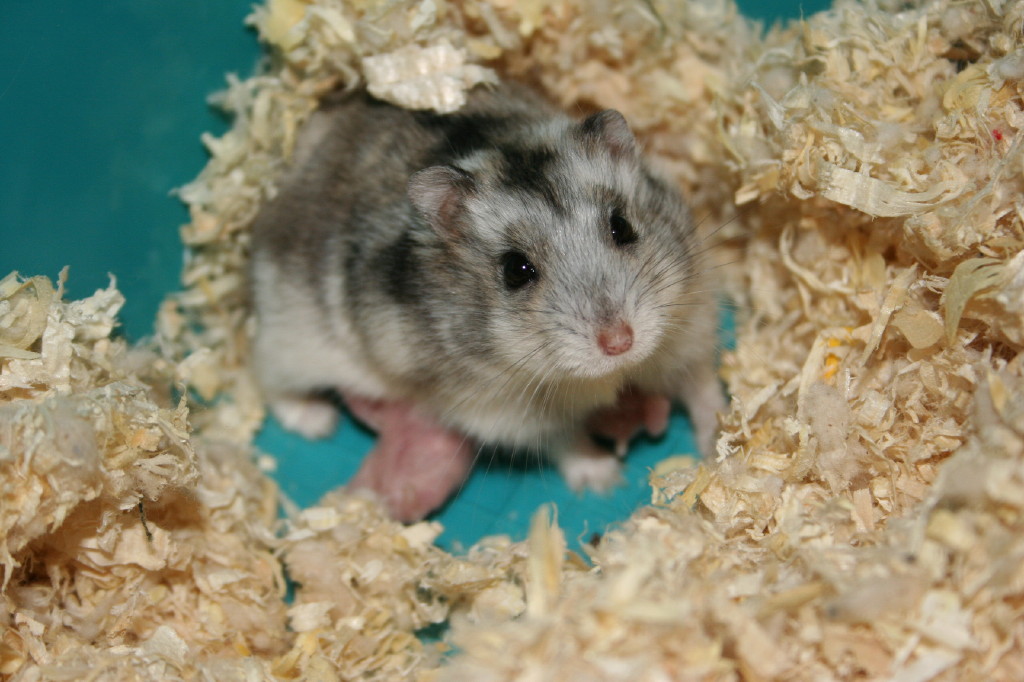 Fonds d'cran Animaux Rongeurs - Divers Maman Hamster