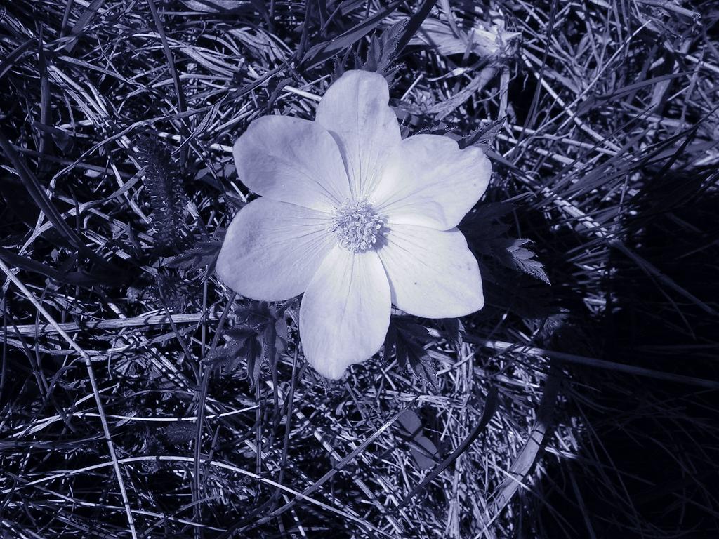 Fonds d'cran Nature Fleurs 