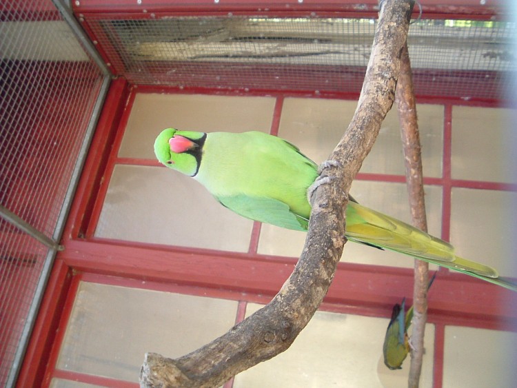 Wallpapers Animals Birds - Parrots Jardin botanique !