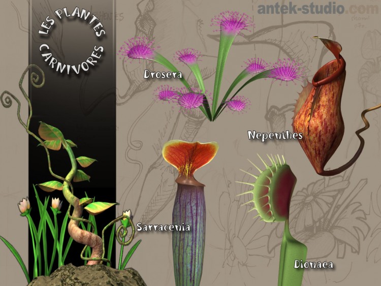 Wallpapers Digital Art 3D - Various Les plantes carnivores