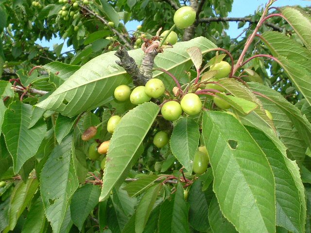 Wallpapers Nature Fruits Flnerie de printemps...