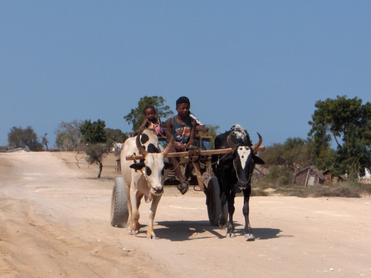 Wallpapers Trips : Africa Madagascar Transport dans le sud