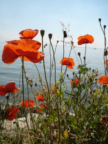 Fonds d'cran Nature Fleurs coquelicot