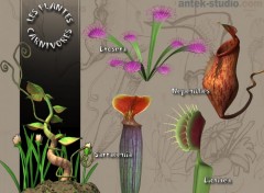 Wallpapers Digital Art Les plantes carnivores