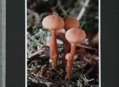 Fonds d'cran Nature champignon1