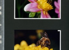 Fonds d'cran Animaux abeille1