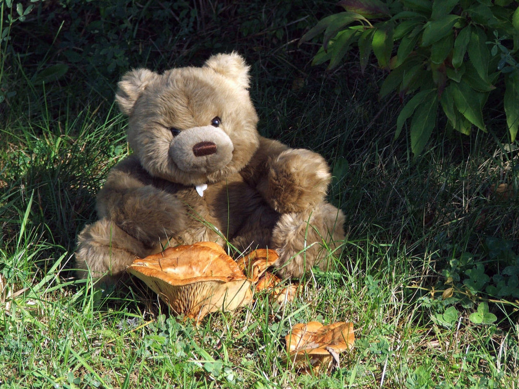 Fonds d'cran Objets Peluches Petit Ours pas content !