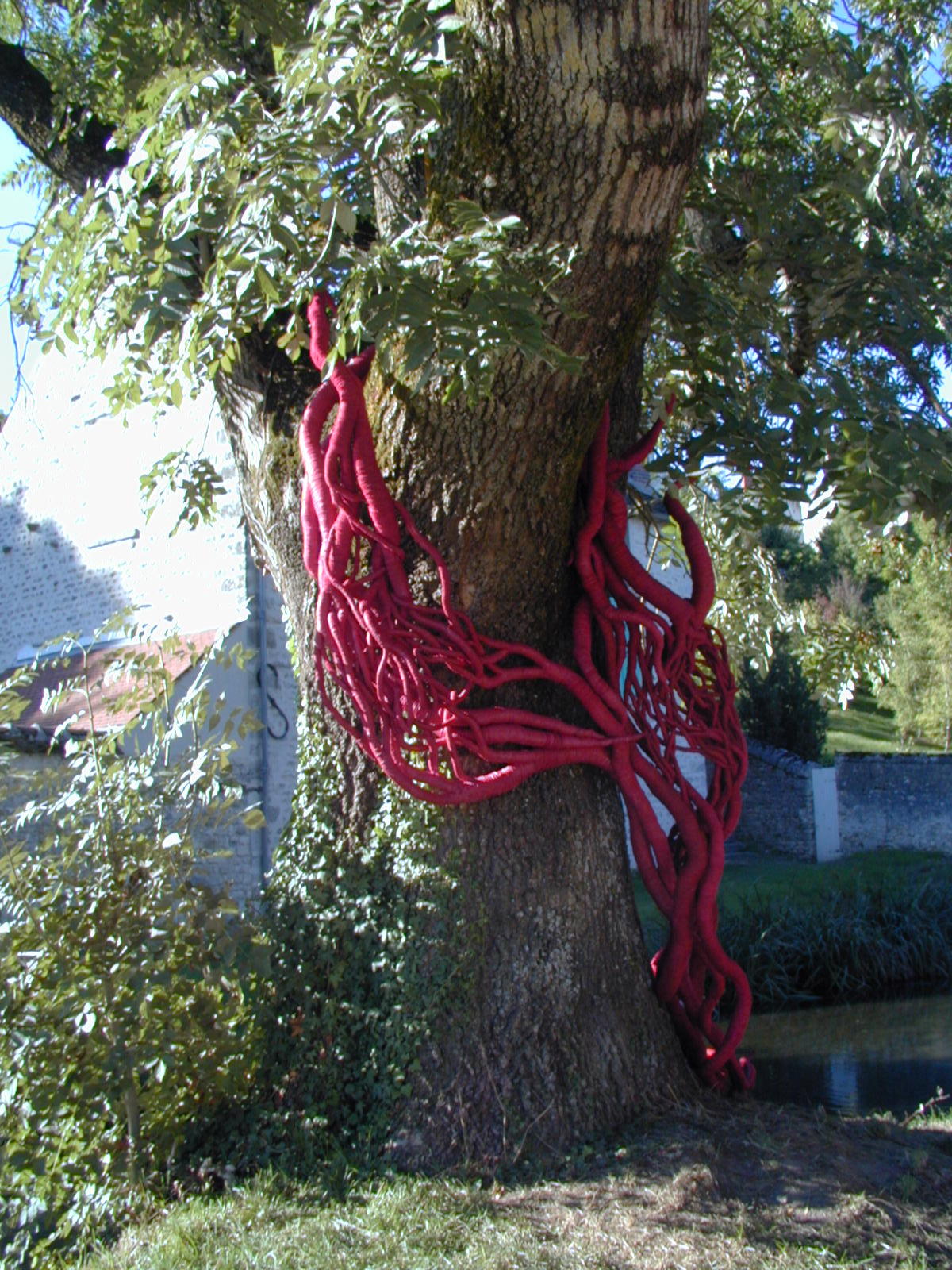 Fonds d'cran Nature Arbres - Forts Arbre