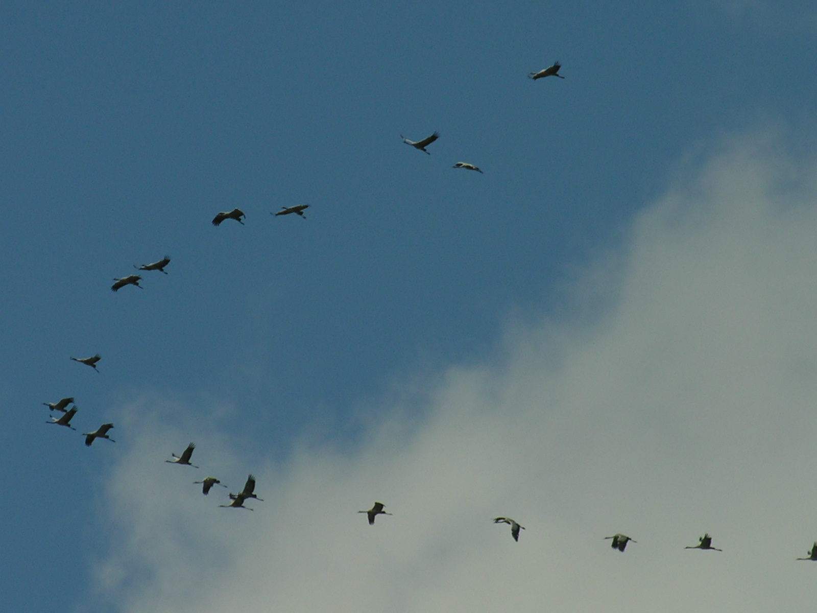 Fonds d'cran Animaux Oiseaux - Grues Passage de grues