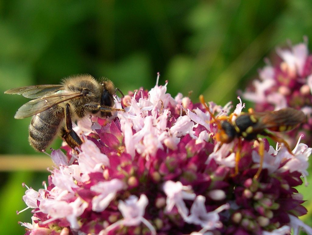 Wallpapers Animals Insects - Bees, Wasps Abeille jurassienne